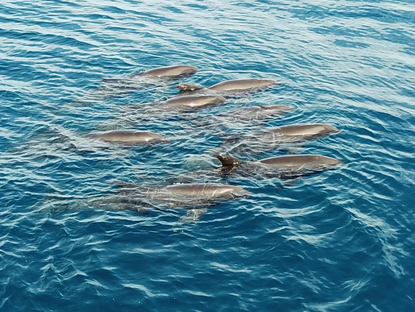 Atauro Dive Resort Beloi Luaran gambar