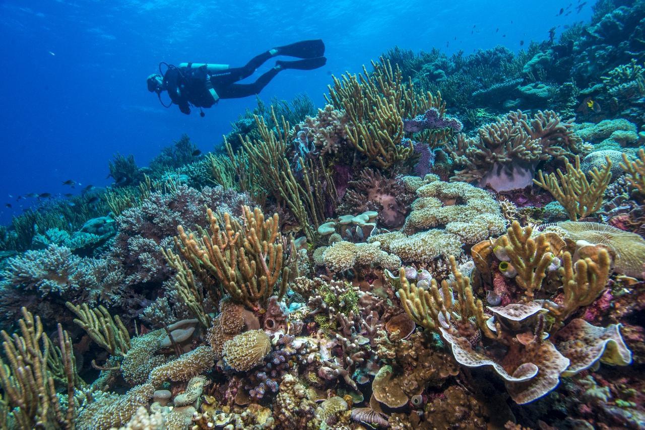 Atauro Dive Resort Beloi Luaran gambar