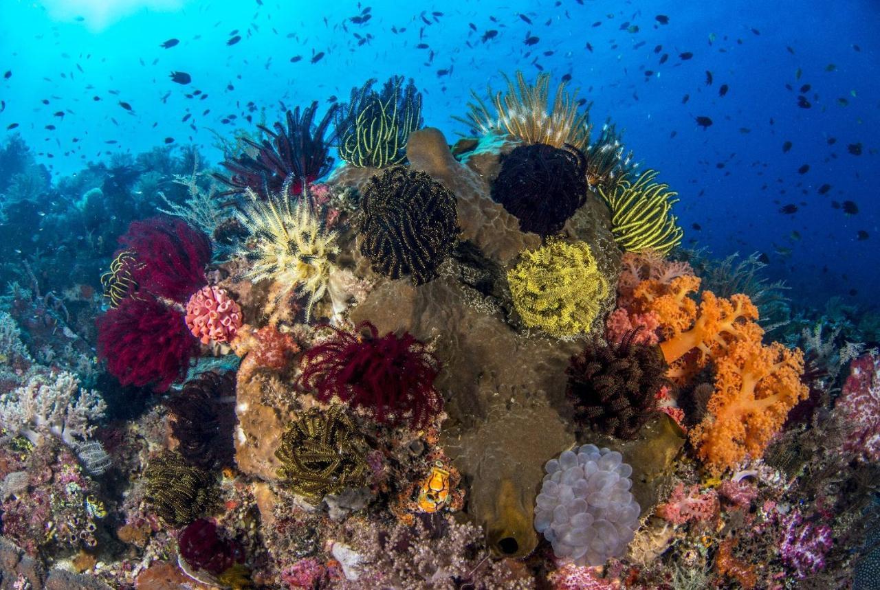 Atauro Dive Resort Beloi Luaran gambar