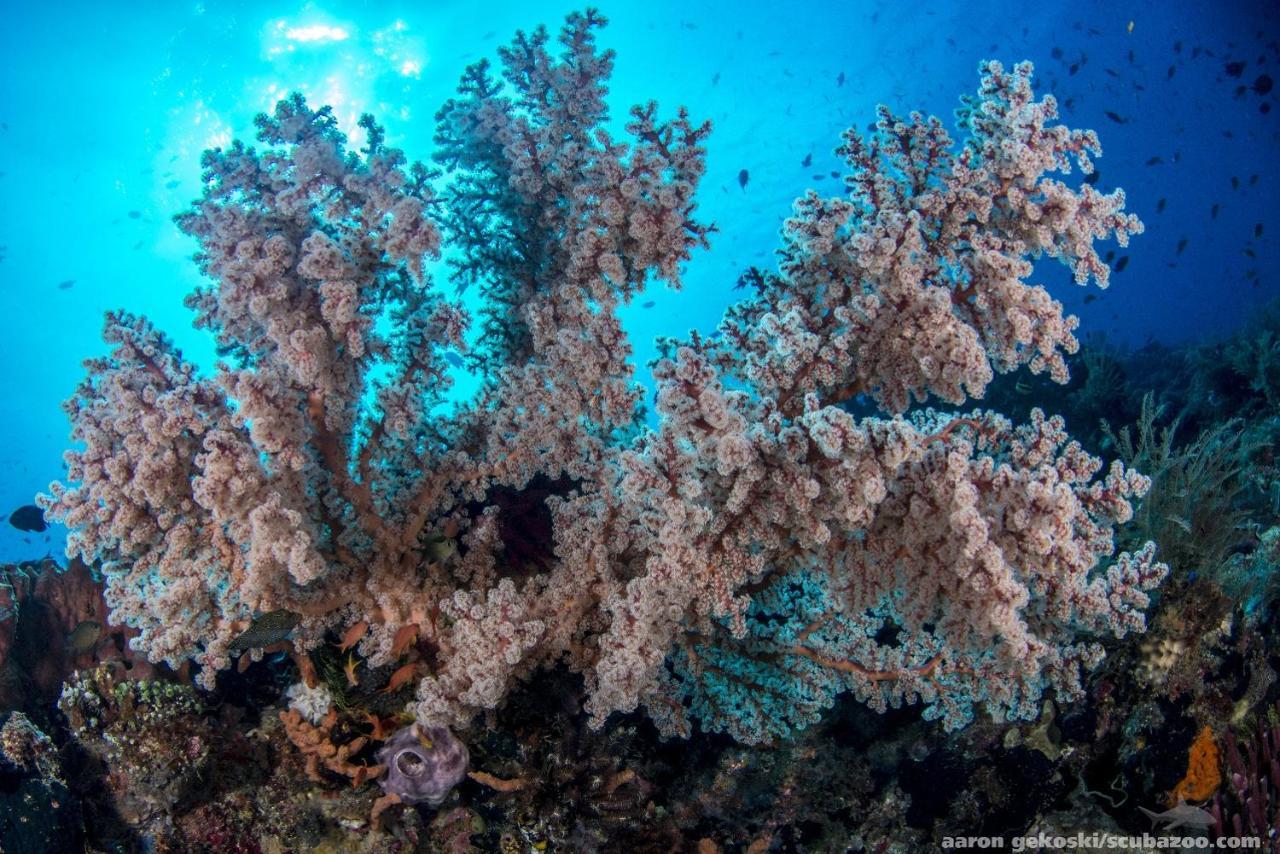 Atauro Dive Resort Beloi Luaran gambar
