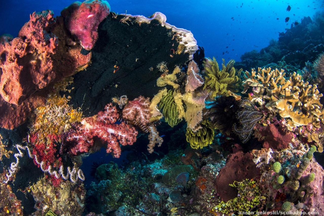 Atauro Dive Resort Beloi Luaran gambar