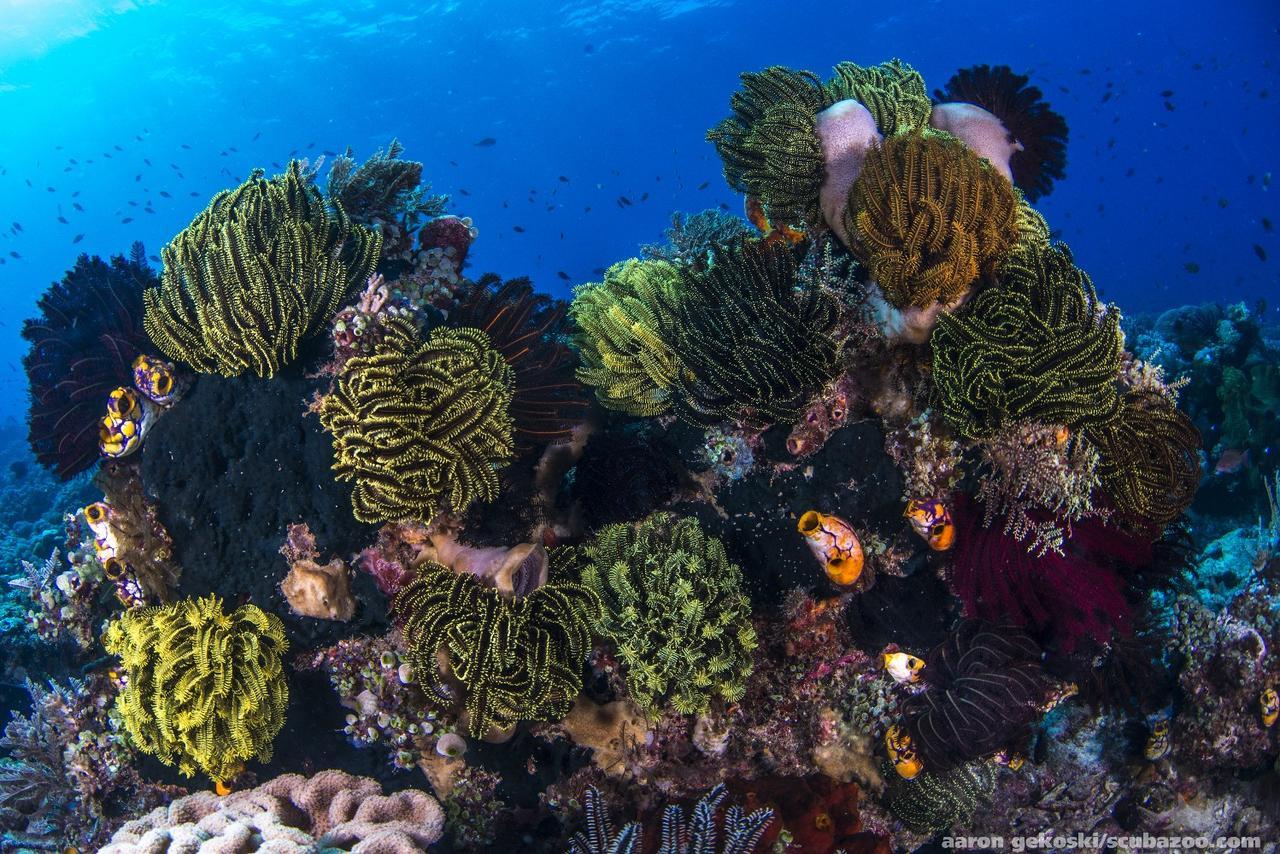 Atauro Dive Resort Beloi Luaran gambar