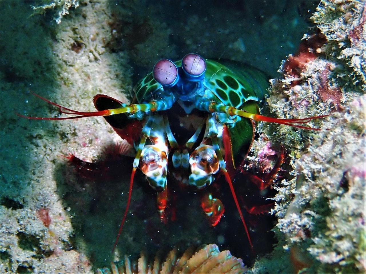 Atauro Dive Resort Beloi Luaran gambar